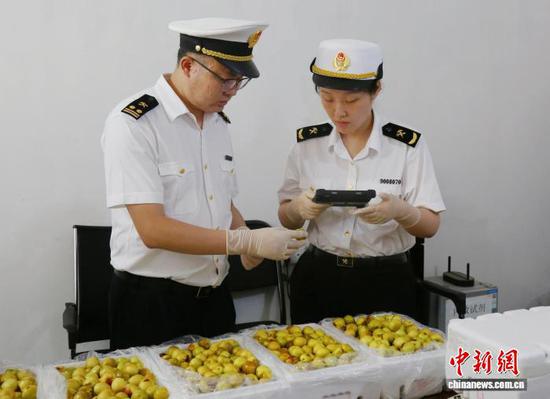 Shaanxi exports winter jujubes to Australia for the first time