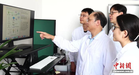 Researchers observe rice materials in the fields. (Photo: China News Service/Kuang Min)
