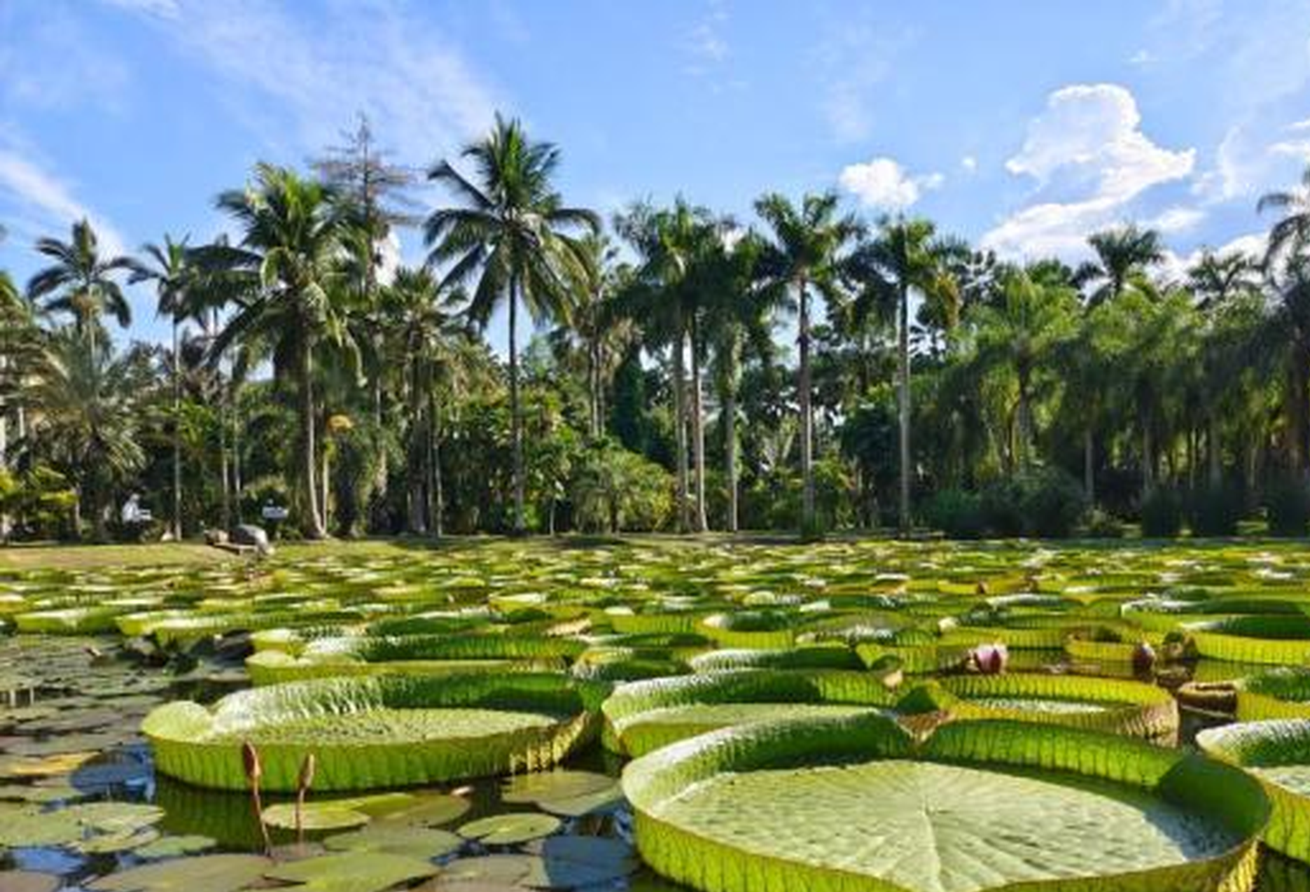 Biodiversity-rich Yunnan adopts its first wild plant protection regulation