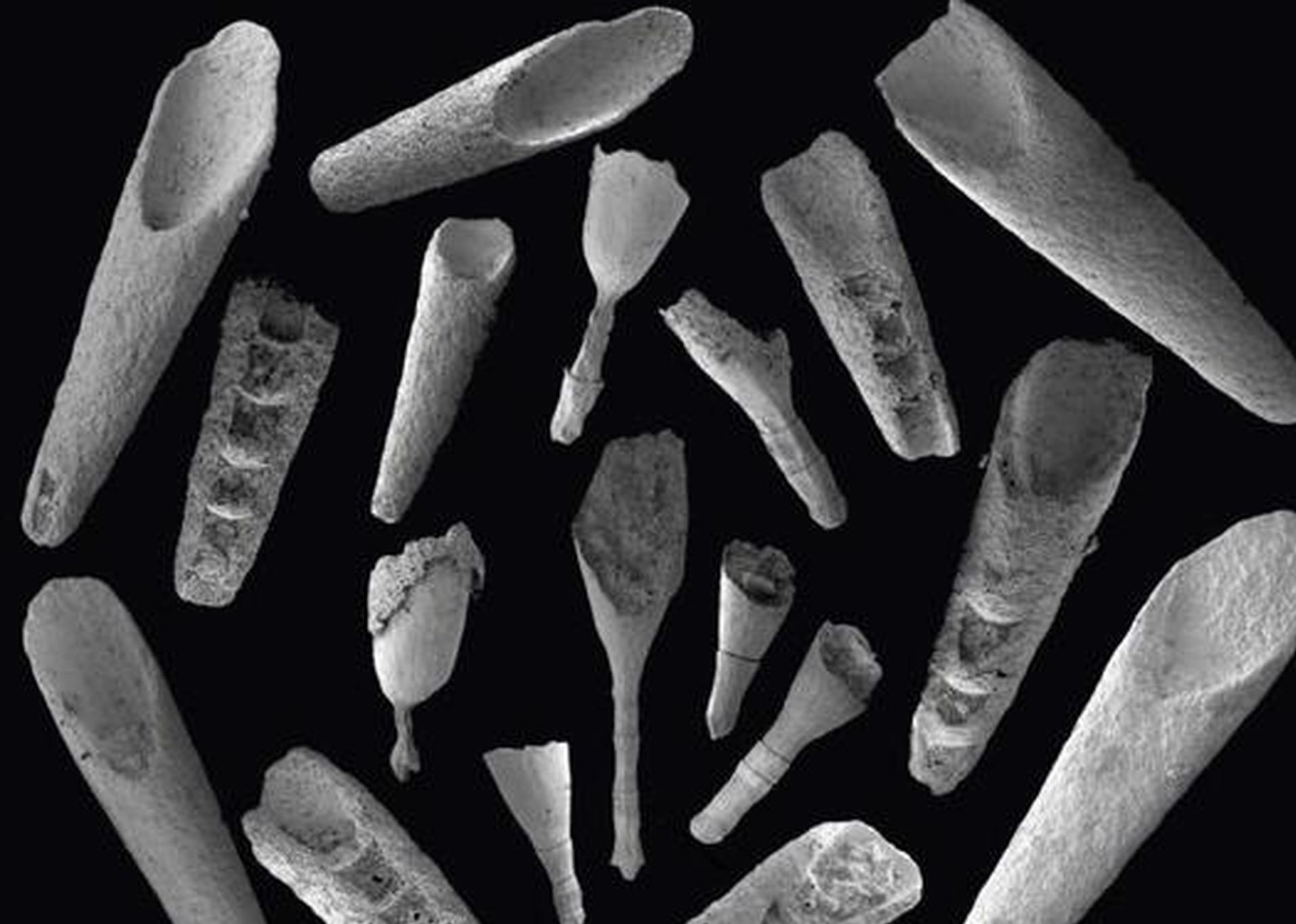 Discovery of 520-million-year-old microfossils sheds light on early Cephalopod origin and evolution