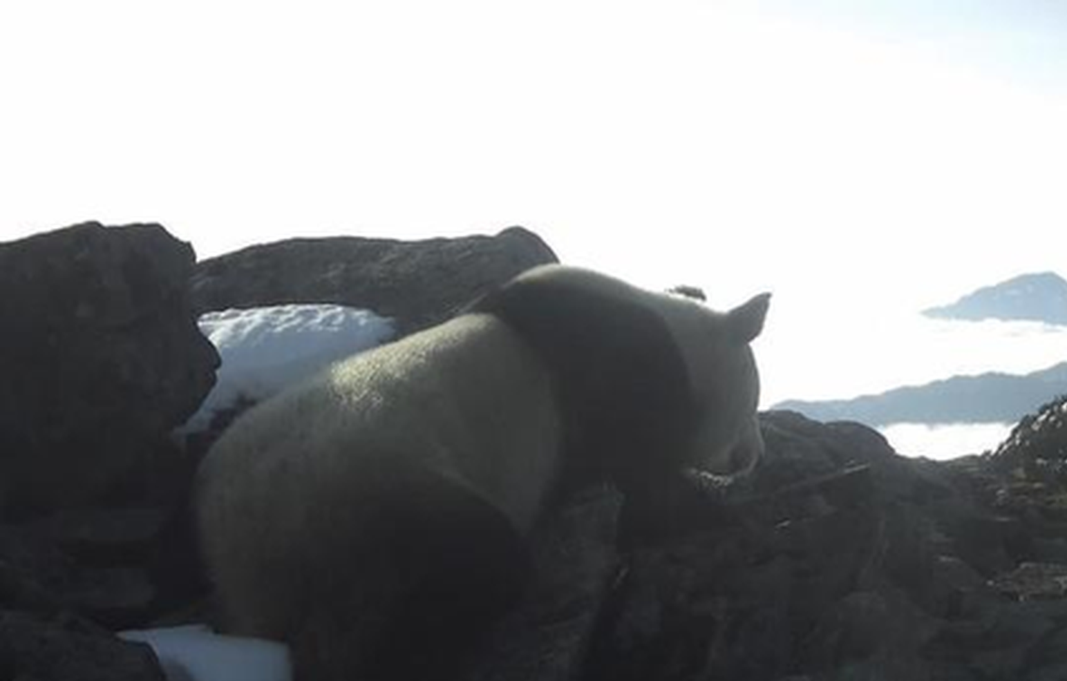 Wild giant panda spotted at 4,120 meters in SW China's Sichuan, sharing habitat with snow leopards