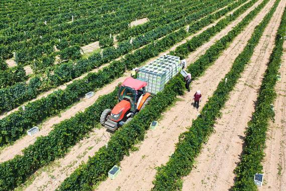 An aerial drone photo taken on Aug 29, 2024 shows workers picking wine grapes at vineyards in Yuanlong village of Minning town, Yongning county in Yinchuan, capital of Northwest China's Ningxia Hui autonomous region. (Photo/Xinhua）
