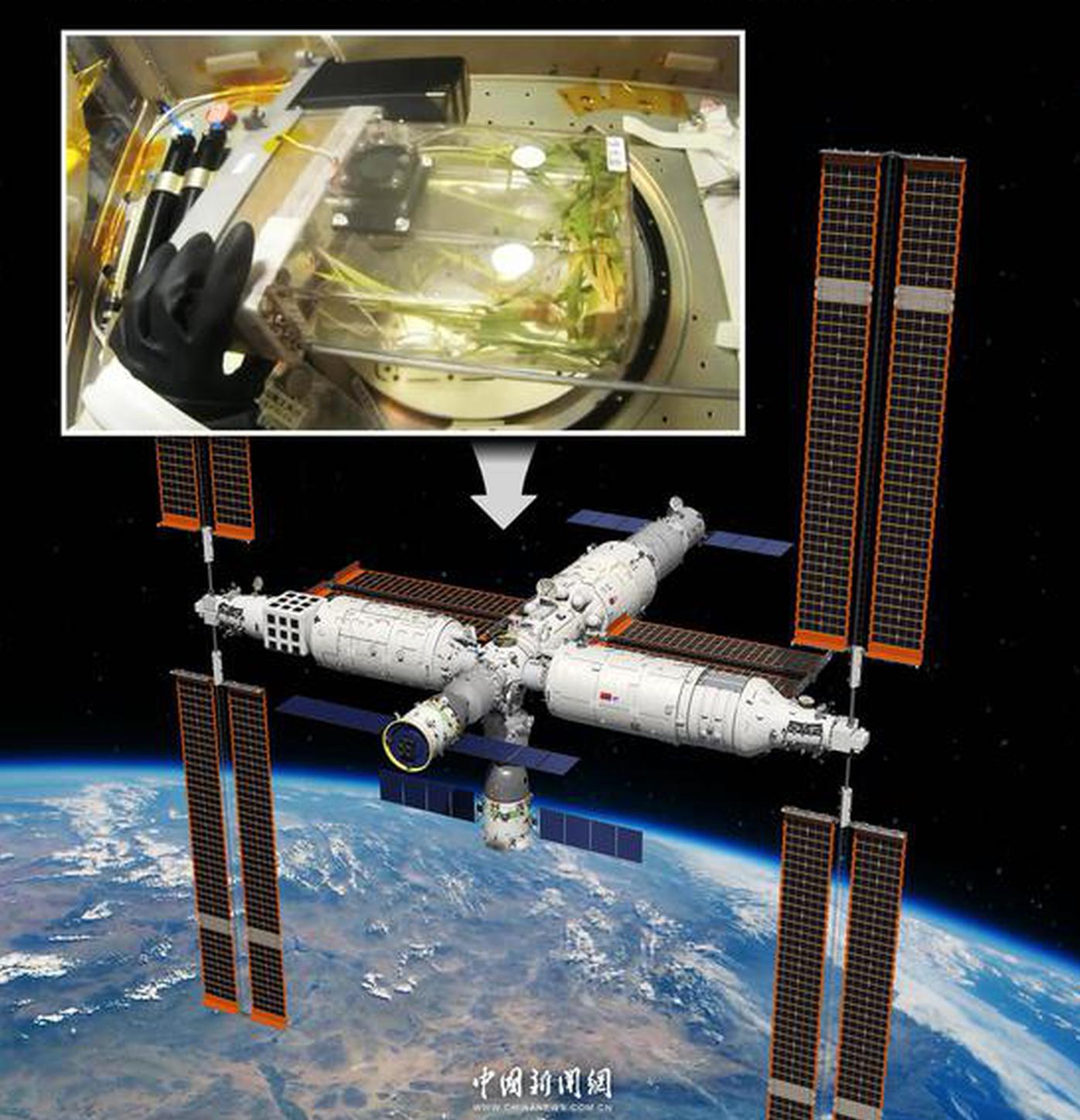 China In Photos: Growing rice in China's space station