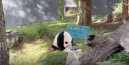 5-year-old giant panda Bao Li celebrates birthday in the U.S. 