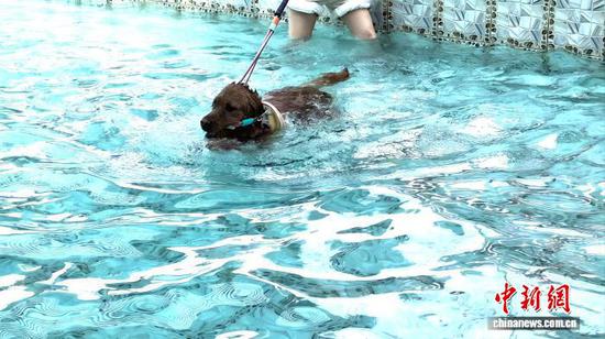 A pet dog swims to cool off in a pool at a pet hotel in Chengdu on Aug. 5, 2026. (Photo: China News Service/Chen Xuanbin)