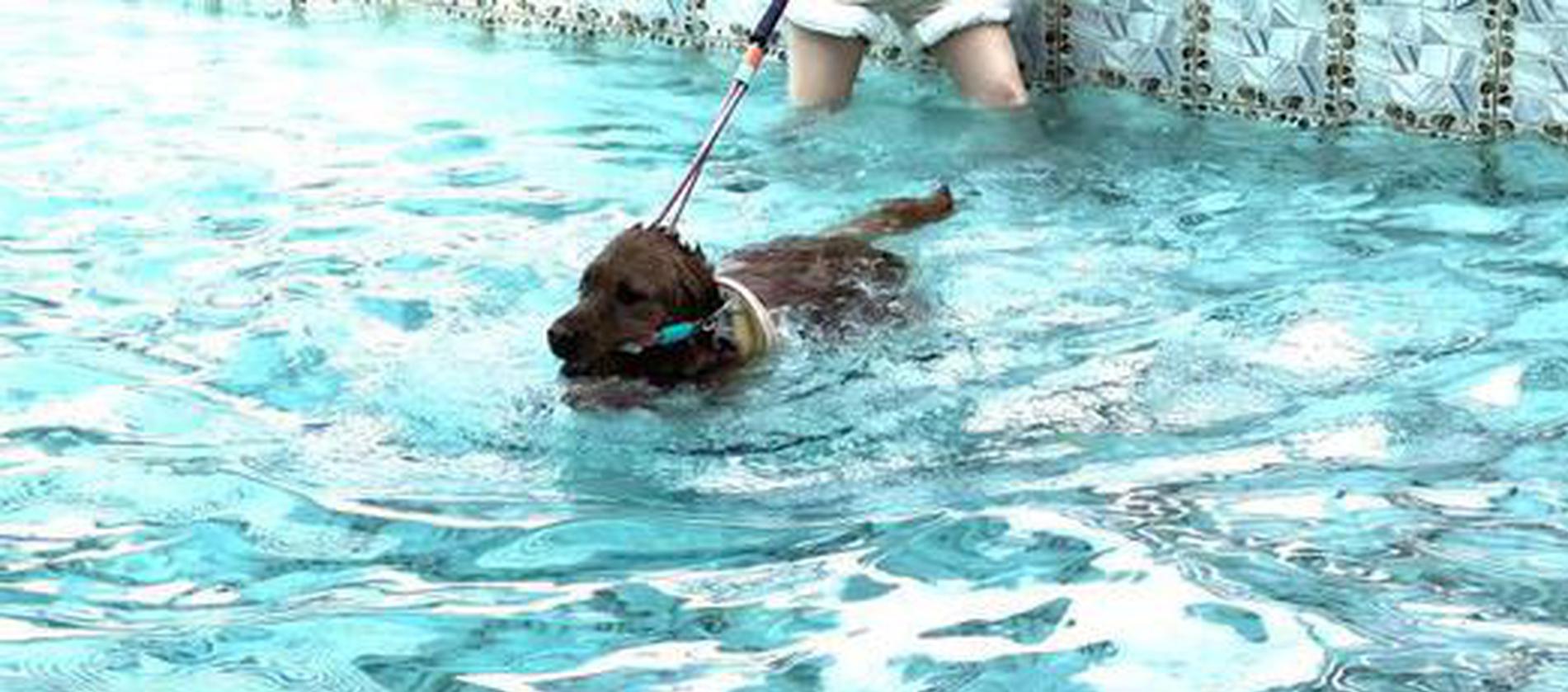 Heatwave fuels surge in selfservice pet baths, boarding hotels in Chengdu