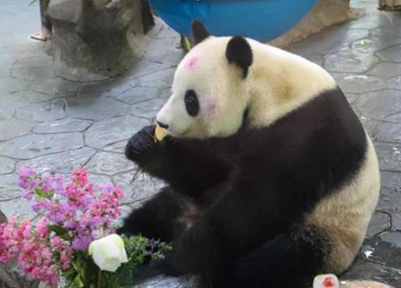 Giant panda Jia Jia celebrates 14th birthday at Shanghai wildlife park