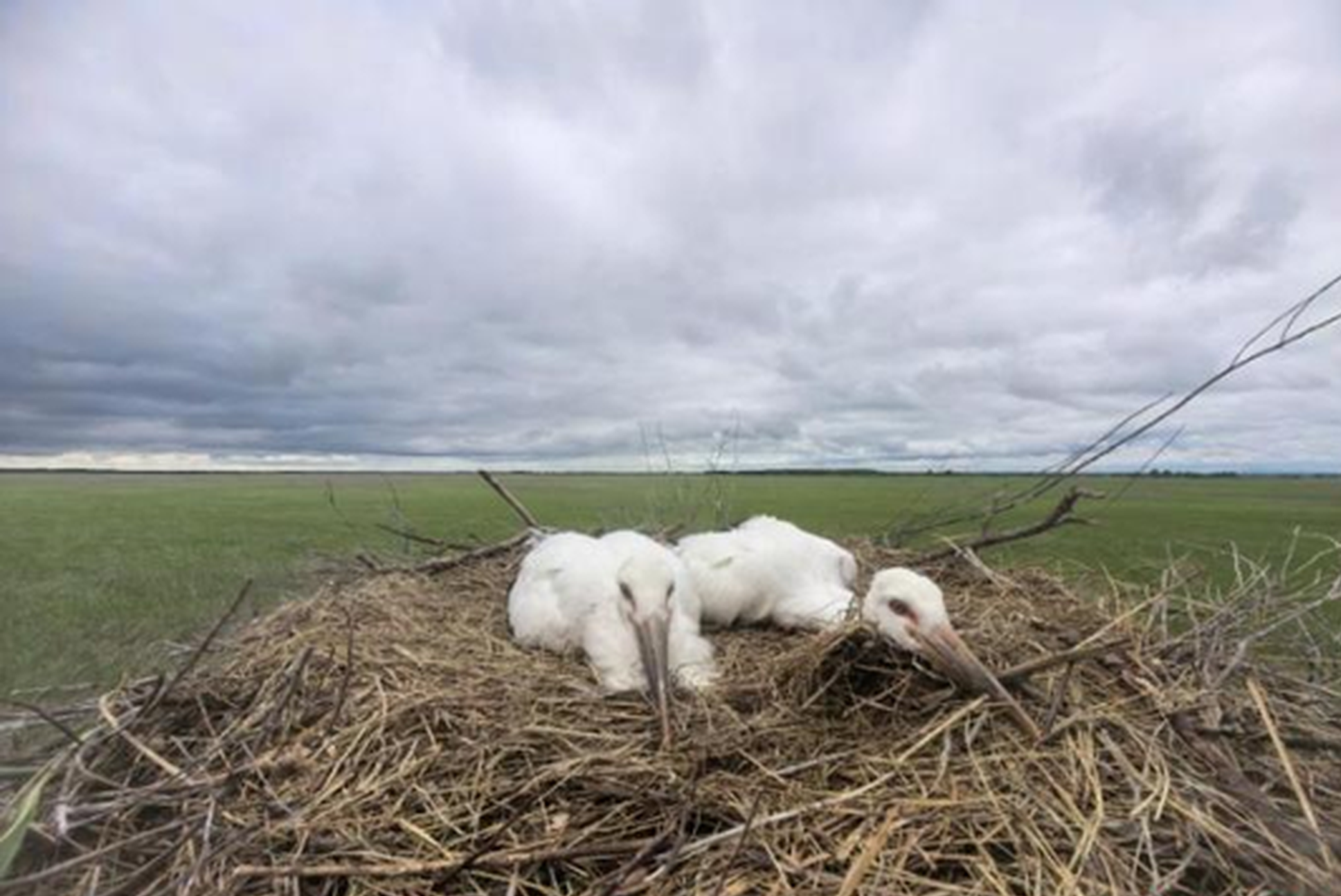 138 endangered stork chicks hatch as China, Russia strengthen cross-border protection