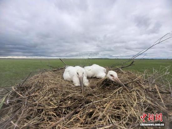 A 40-day-old Oriental white stork at Honghe National Nature Reserve in Heilongjiang Province on June 22, 2026. (Photo: China News Service/Zhu Baoguang)