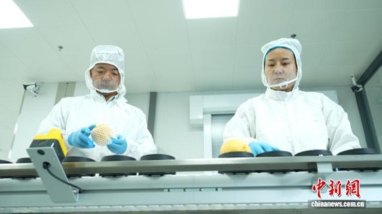 Workers sort Beishan yellow peaches in Qingtian, Zhejiang Province. (Photo: China News Service/ Yu Ziqiang)