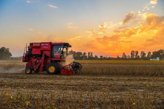 Soybean trade drives China-U.S. farm ties
