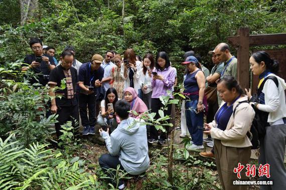 Participants identify wild Yao medicinal plants at a nature reserve in Jinxiu, Guangxi. (Photo/Guangxi Botanical Garden of Medicinal Plants)