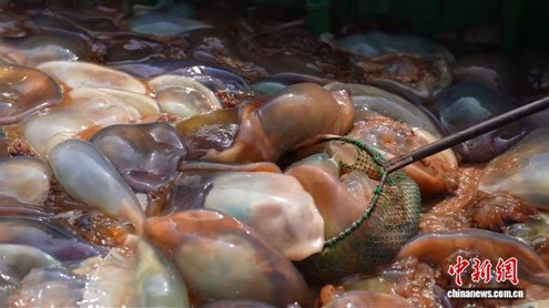 Newly harvested jellyfish are brought ashore. (Photo: China News Service/ Wang Xitong)