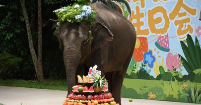 Xishuangbanna holds event to mark World Elephant Day