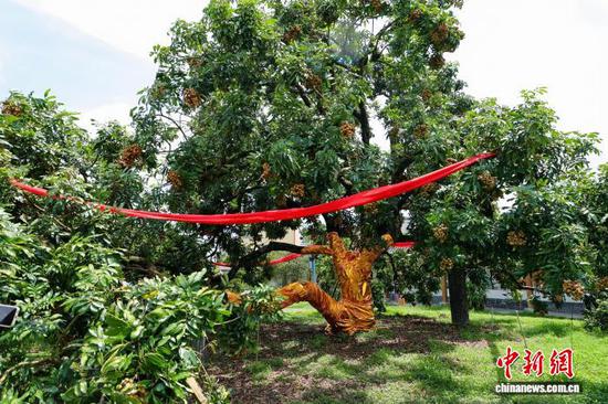 The mother tree of Chuliang longan in Gaozhou. (Photo: China News Service/ Mo Xiao)