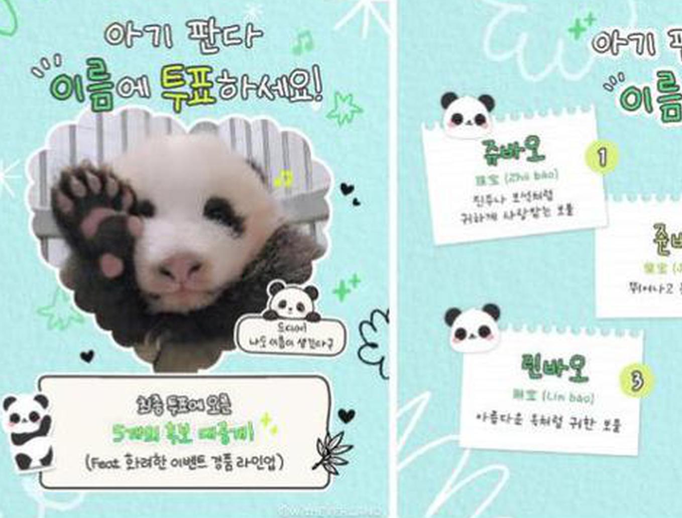 South Korea's Everland opens final vote to name panda cub