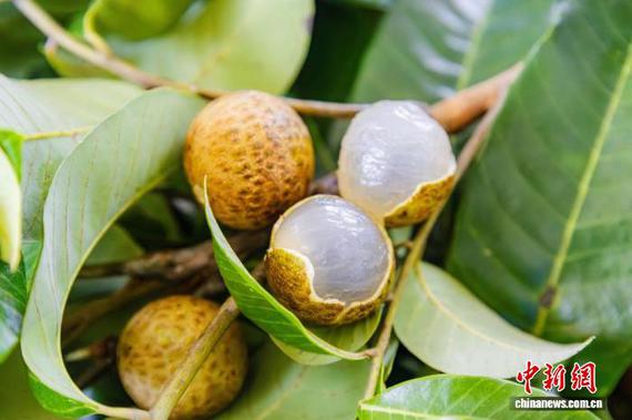 Lychee. (Photo/China News Service)