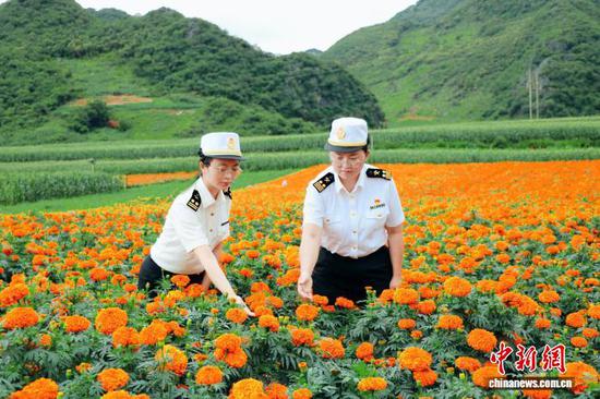 Customs officers conduct on-site supervision at a marigold planting base. (Photo: China News Service/He Danni)