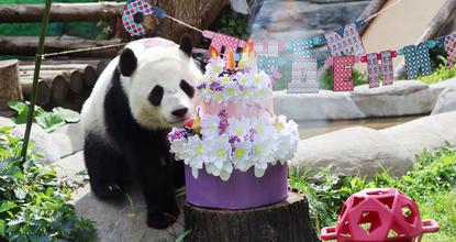 Russia-born giant panda Katyusha celebrates third birthday