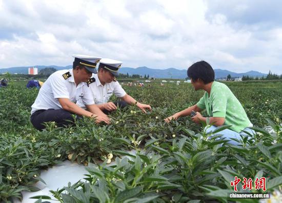 Customs officers conduct on-site supervision at an export fruit planting base in Shizong, Yunnan Province. (Photo: Qujing Customs)