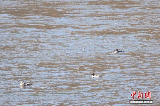 Chinese mergansers swim in the Songhua Lake. (Photo: Hongshi Forestry Co., Ltd. of Jilin Changbai Mountain Forestry Group)