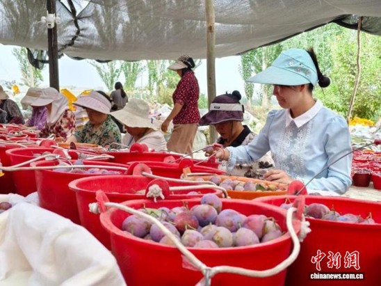 Villagers sort xinmei in Yengisar County, Xinjiang Uygur Autonomous Region. (Photo: China News Service/ Kawulijiang)