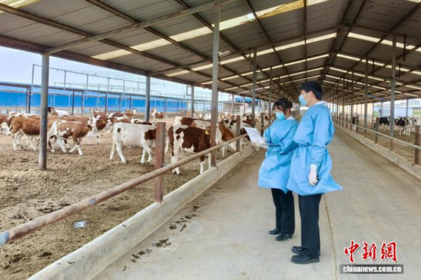 Customs officers conduct supervision over live cattle to be exported to Uzbekistan. (Photo: Yinchuan Customs)