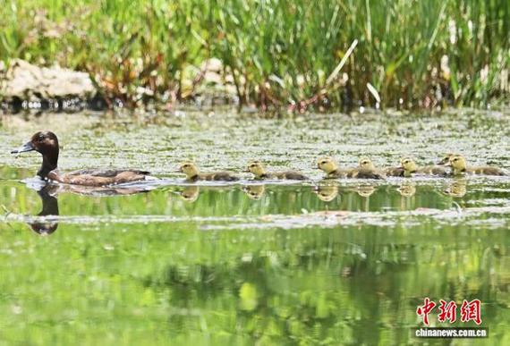 A white-eyed pochard adult swims with its chicks through the wetland. (Photo: China News Service/ Chen Zhiming)