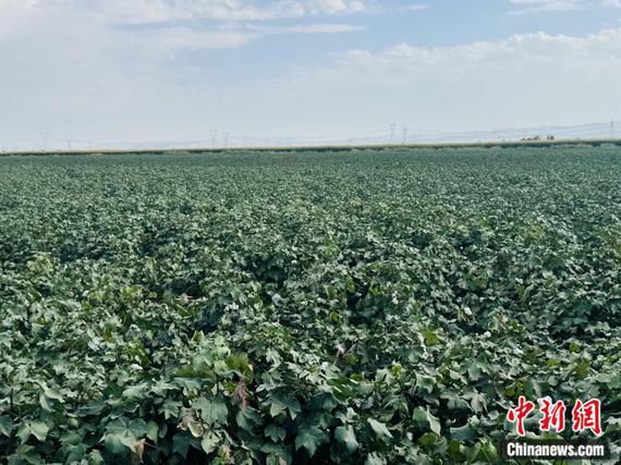 High‑standard cotton fields in Manas County. (Photo: China News Network/Xu Jiawen)