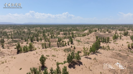 U.S. teacher who donated $5,000 to Chinese woman witnesses desert transformed into oasis 
