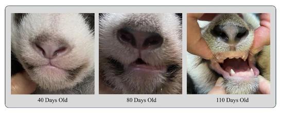 Giant panda Bei Xia receives the world’s first functional orthopedic treatment for mandibular asymmetry, Sept. 17, 2026. (Photo: West China Hospital of Stomatology of Sichuan University)