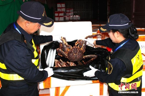 Customs officers inspect king crabs at Yanji airport, Sept. 19, 2026. (Photo: China News Service/ Li Zhiyi)