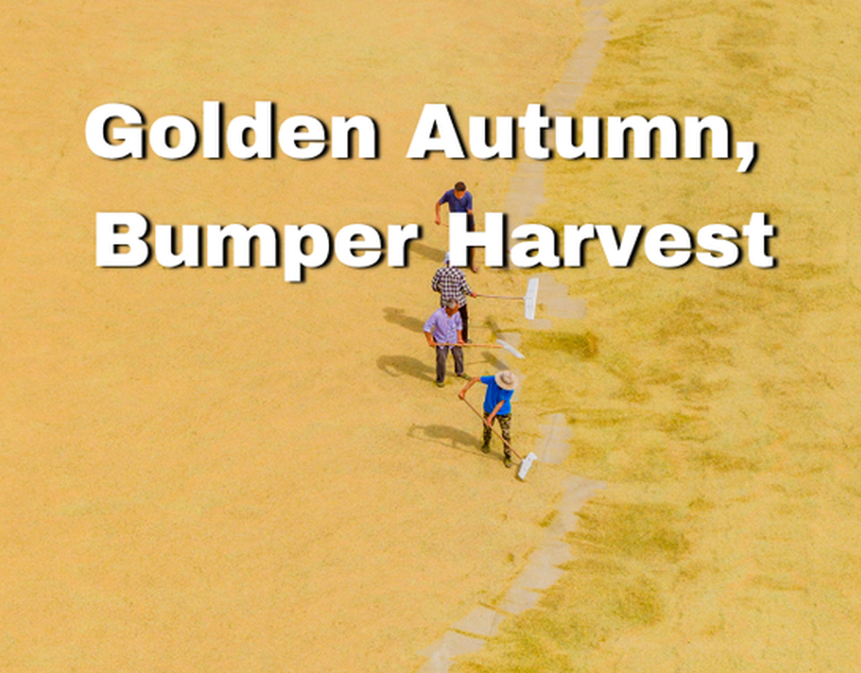 Golden autumn, bumper harvest: rice in Jiangsu