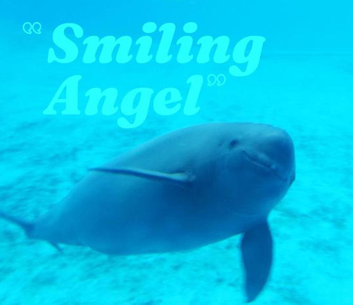 China In Photos: Wuhan's City Mascot Yangtze Finless Porpoise Sees Population Rise