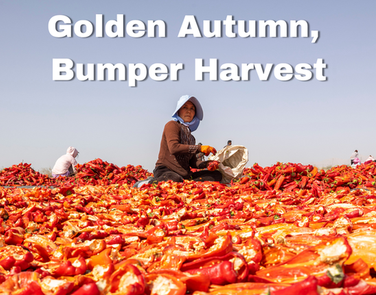 Golden autumn, bumper harvest: chili peppers in Xinjiang