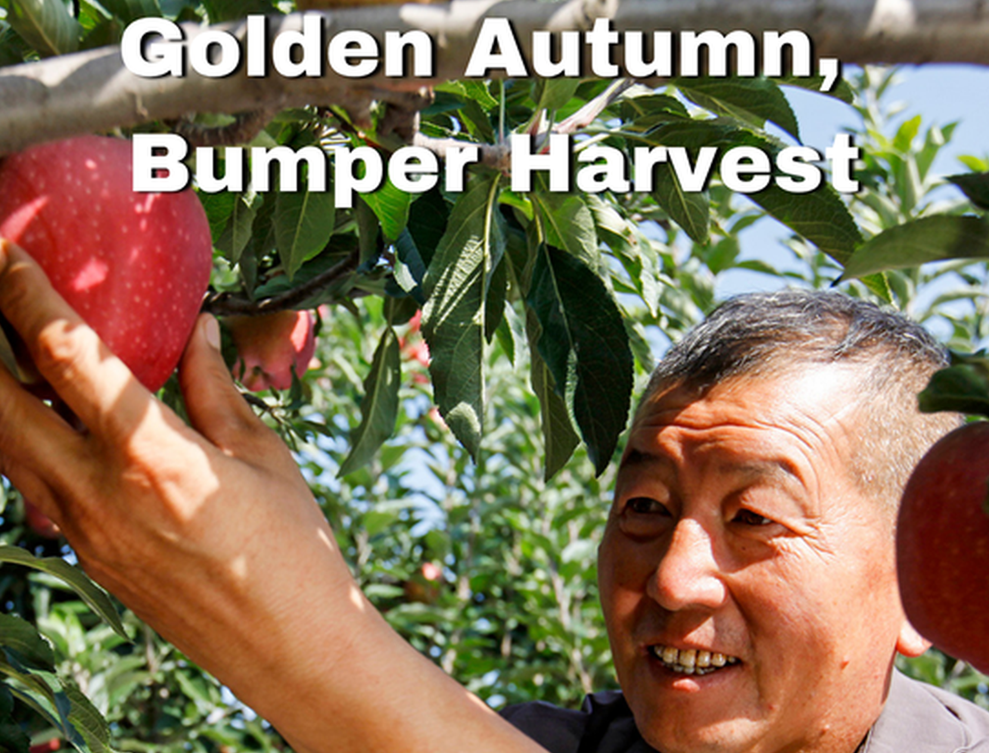 Golden autumn, bumper harvest: apples in Shanxi