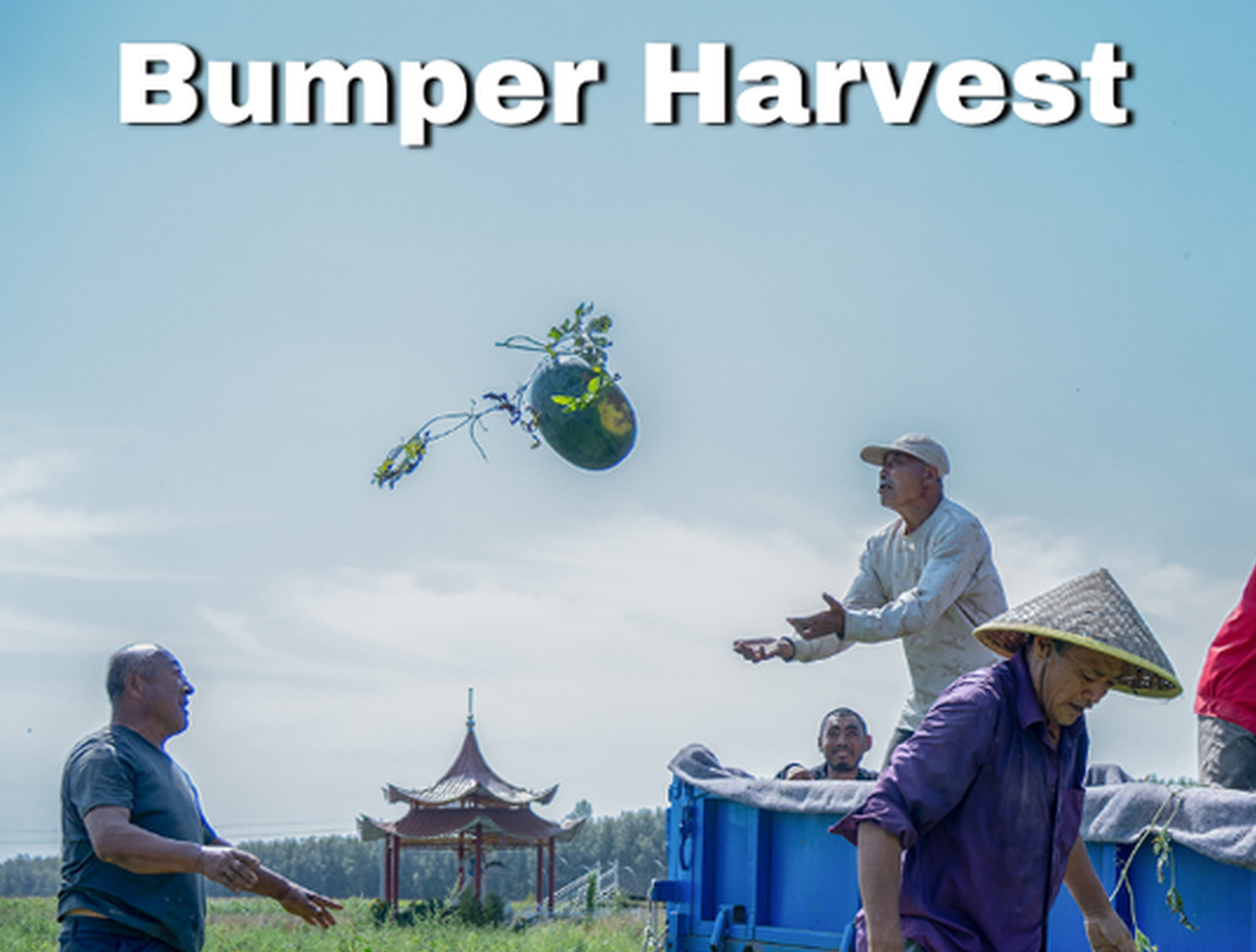 Golden autumn, bumper harvest: watermelons in Heilongjiang