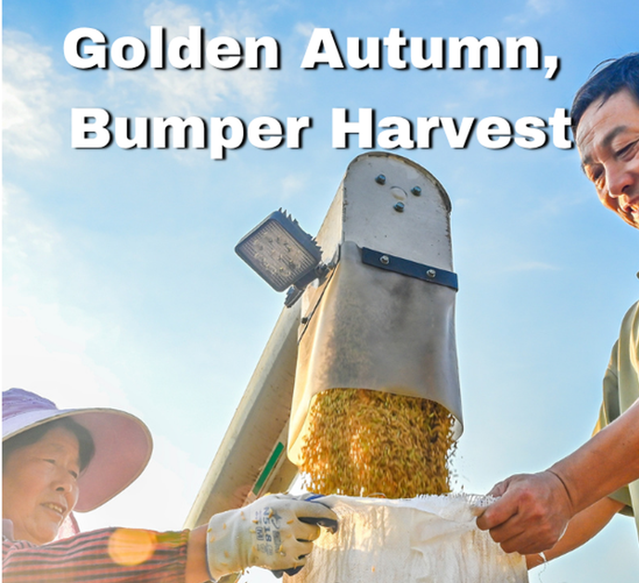 Golden autumn, bumper harvest: rice in Hubei