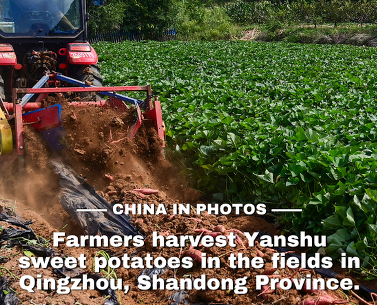 Golden autumn, bumper harvest: sweet potatoes in Shandong