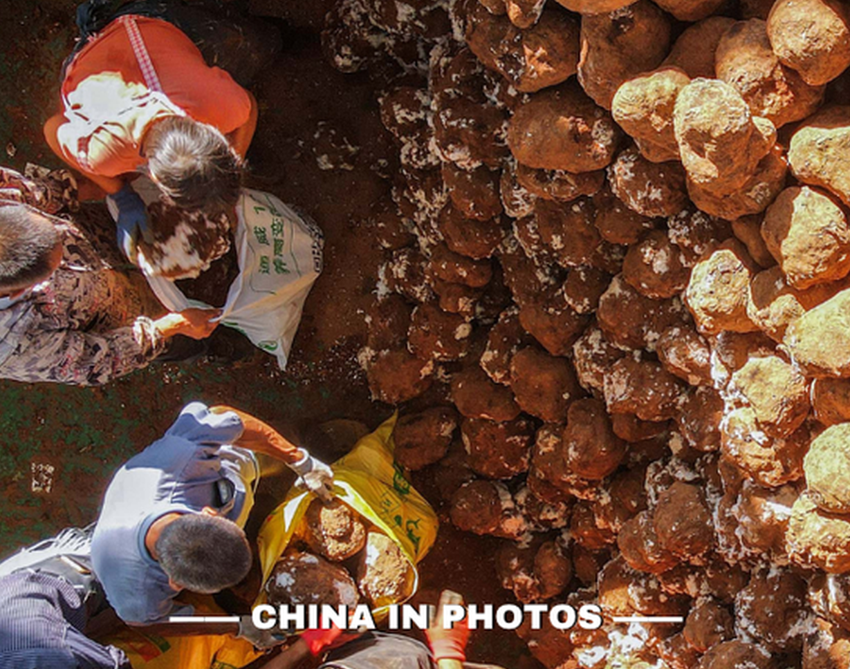 Golden autumn, bumper harvest: poria cocos in Anhui