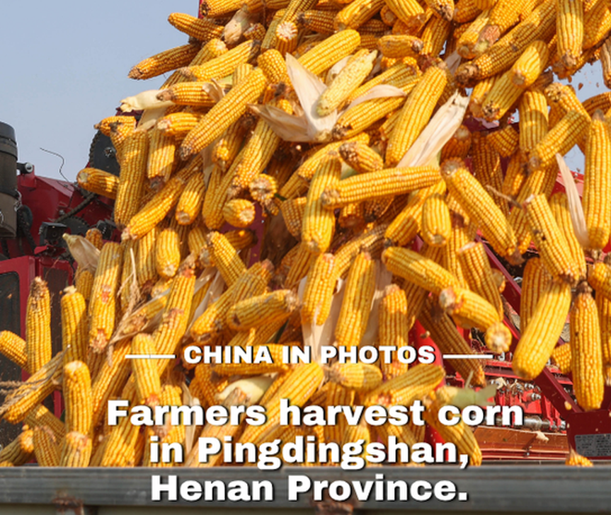 Golden autumn, bumper harvest: corn in Henan