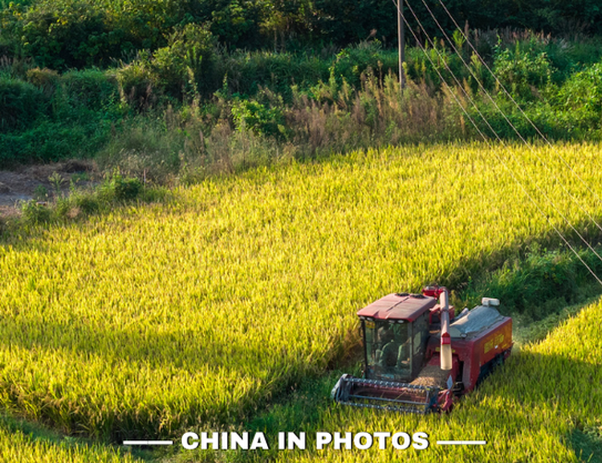Golden autumn, bumper harvest: rice in Anhui