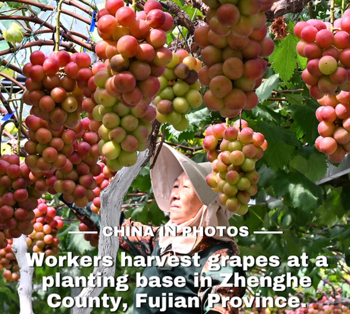 Golden autumn, bumper harvest: grapes in Fujian