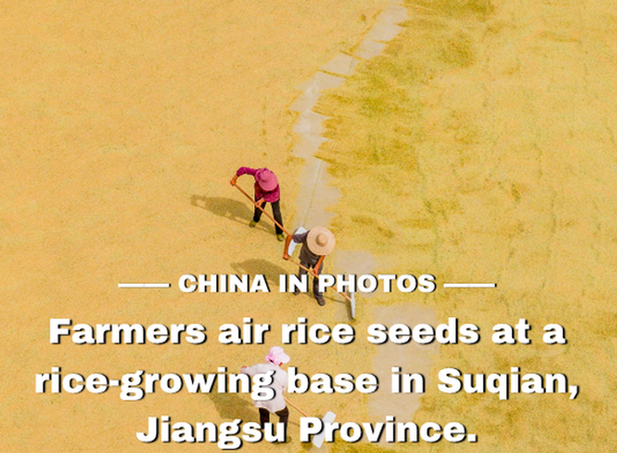Golden autumn, bumper harvest: rice in Jiangsu