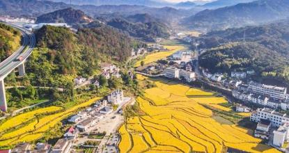 Golden rice terraces paint an autumn harvest scene in Anhui