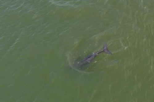 Poyang Lake has the highest density of Yangtze finless porpoises in the river basin