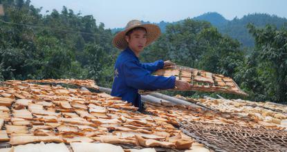 Basking in autumn sun: Badu bamboo shoot harvest in Guangxi
