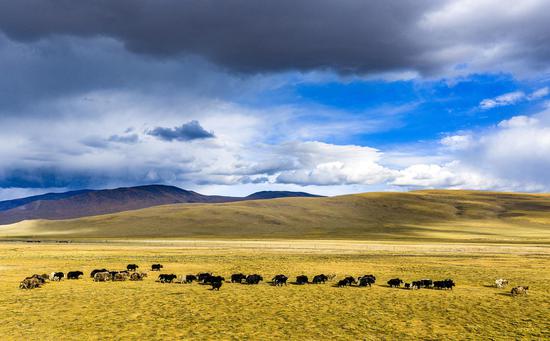 Exploring picturesque autumn scenery on the grasslands of Xizang