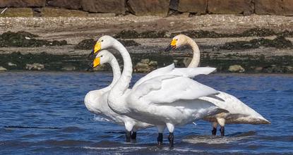 Rongcheng welcomes first batch of swans for overwintering