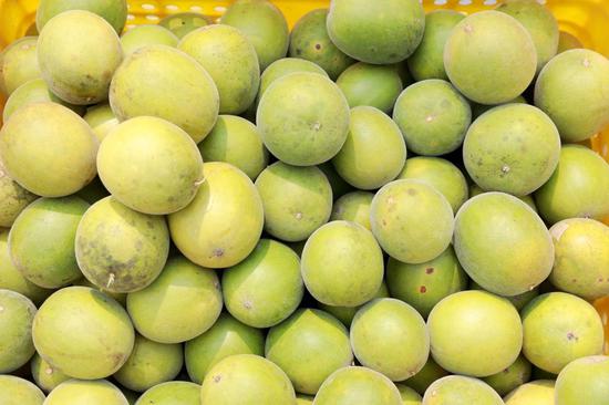 Monk fruit harvest boosts rural incomes in Guangxi